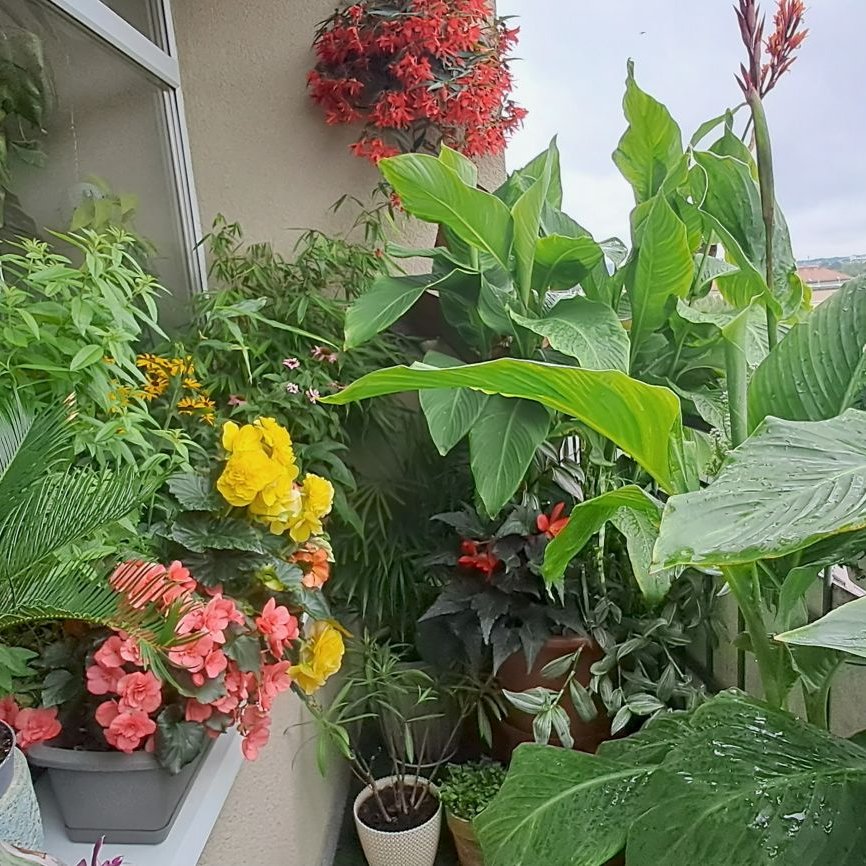 1 miejsce Pan Michał Kamiński (Rada Osiedla Ogrody) w kategorii balkony, loggie.