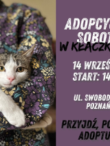 Zdjęcie przedstawia szaro-białego kota w ramionach kobiety. Ma żółte oczy i różowy nos. Z boku znajduje się nazwa wydarzenia.