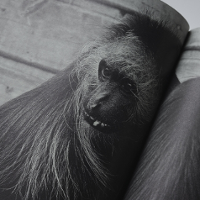 Album "Historie naturalne" z brązowym medalem Best Book Design