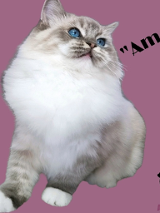 Baner ze zdjęciem kota i nazwą wydarzenia.