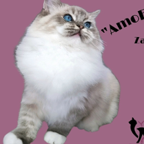 Baner ze zdjęciem kota i nazwą wydarzenia.