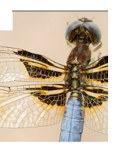 Zdjęcie widzianej w dużym zbliżeniu ważki, na jasnym tle. W centrum obrazu widoczne wspaniale żyłkowane rozłożone skrzydełka owada.