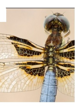 Zdjęcie widzianej w dużym zbliżeniu ważki, na jasnym tle. W centrum obrazu widoczne wspaniale żyłkowane rozłożone skrzydełka owada.