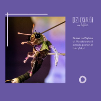 Baner promujący wydarzenie. Nazwa wydarzenia i zdjęcie artystów.