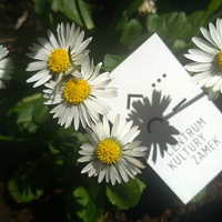 Bilet Otwarty do Zamku