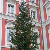 Choinka na dziedzińcu Urzędu Miasta Poznania.