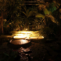 Co w Palmiarni kwitnie nocą?