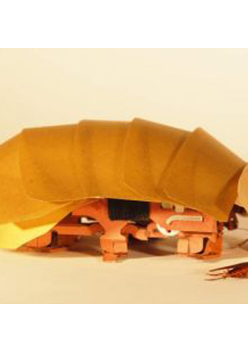 cockroachboy