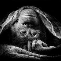 Człekoksztaltna osobowość