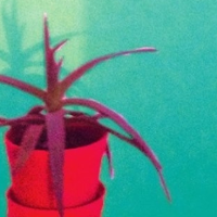 Człowiek człowiekowi gadem