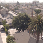 Dąb w Los Angeles