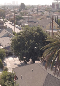 Dąb w Los Angeles