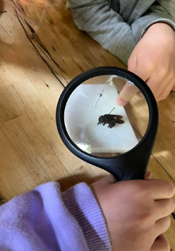 Dziecko ogłąda pszczołę przez lupę