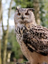 Sowa, która znajduje sie w lesie i stoi na gałęzi.