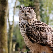 Sowa, która znajduje sie w lesie i stoi na gałęzi.