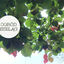 Liscie lipy na gałęziach. Wśród lisci przebija słońce. Po lewej białe koło w srodku czarny napis "Ogród Szeląg".