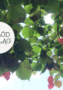 Liscie lipy na gałęziach. Wśród lisci przebija słońce. Po lewej białe koło w srodku czarny napis "Ogród Szeląg".