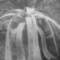 Okazała agawa sfotografowaną na poznańskim Piątkowie.