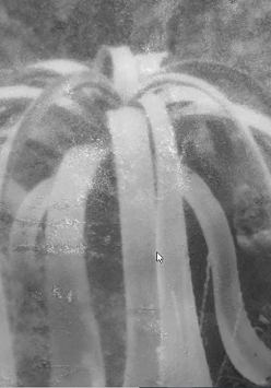 Okazała agawa sfotografowaną na poznańskim Piątkowie.