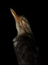 Zdjęcie ptasiej głowy na kontrastowym, niemal czarnym tle.