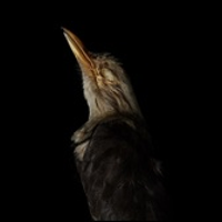 Zdjęcie ptasiej głowy na kontrastowym, niemal czarnym tle.