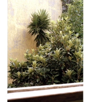 fotografia - rośliny