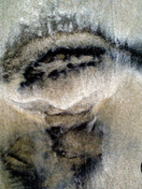 Jedna z prac Cezarego Toma