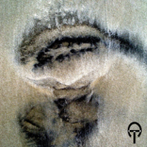 Jedna z prac Cezarego Toma