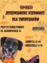 Na pomarańczowym tle czarno-brązowy piesek, który w pysku trzyma ozdobną dynię na cukierki.