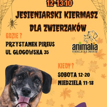 Na pomarańczowym tle czarno-brązowy piesek, który w pysku trzyma ozdobną dynię na cukierki.