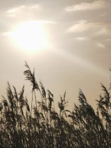 Łany zboża otulone ciepłymi promieniami słońca.