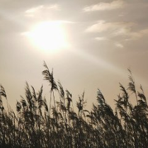 Łany zboża otulone ciepłymi promieniami słońca.