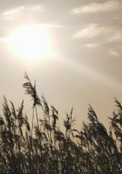 Łany zboża otulone ciepłymi promieniami słońca.