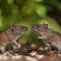 Konkurs fotograficzny z przyrodą w roli głównej