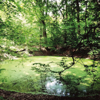 Kratery, dzięcioły i żaba czosnkowa