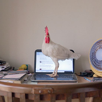 KULTURA W KAPCIACH. Cannes filmu dokumentalnego