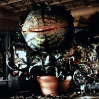 KULTURA W KAPCIACH. Piątka czarnych komedii