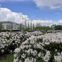 Kwitnące rododendrony