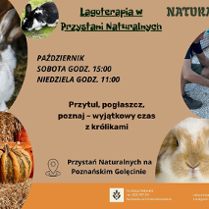 Na pomarańczowym tle okręgi, w które wpisano fotografie. W dwóch z nich zdjęcia królików. W jednym zdjęcie dyń, W ostatnim zdjęce mężczyzny nalewającego zupę z garnka.