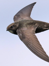 Brązowawy ptak lecący na tle nieba.