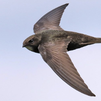 Brązowawy ptak lecący na tle nieba.