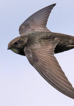 Brązowawy ptak lecący na tle nieba.