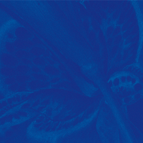 na mocnym niebieskiem tle delikatny jaśniejszy rysunek rośliny