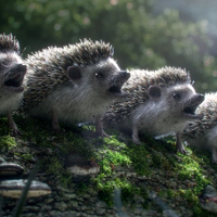 Międzynarodówka krótkiego metrażu