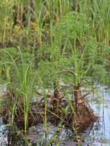 Rośliny rosną w wodzie.