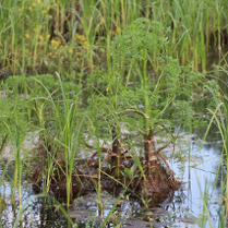 Rośliny rosną w wodzie.