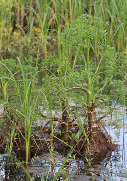 Rośliny rosną w wodzie.
