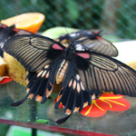 motyl
