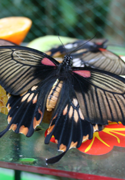 motyl