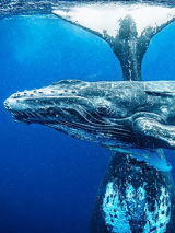 fot. Sebastian Gorgol